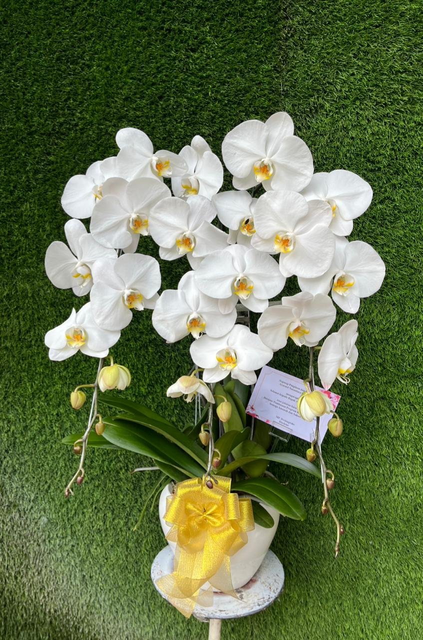 Bunga Rangkaian Anggrek